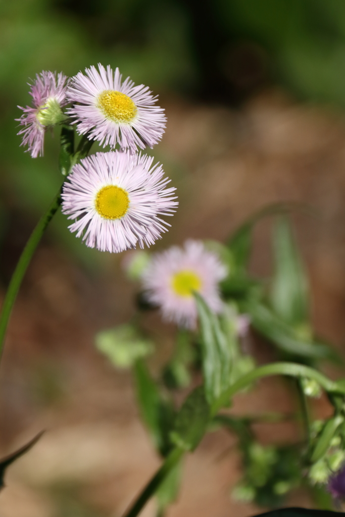 春の野草７