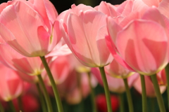 春　チューリップ1