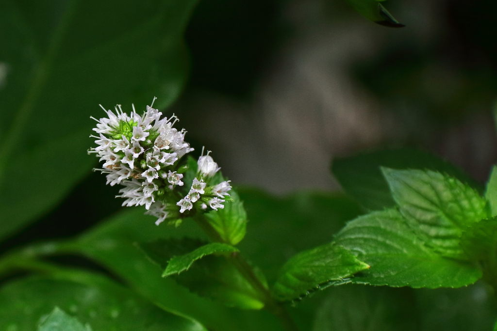 ブラックミントの花可憐