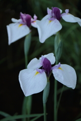 花菖蒲　萩小町２