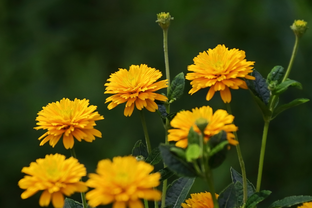 里山花散歩ヒメヒマワリ３