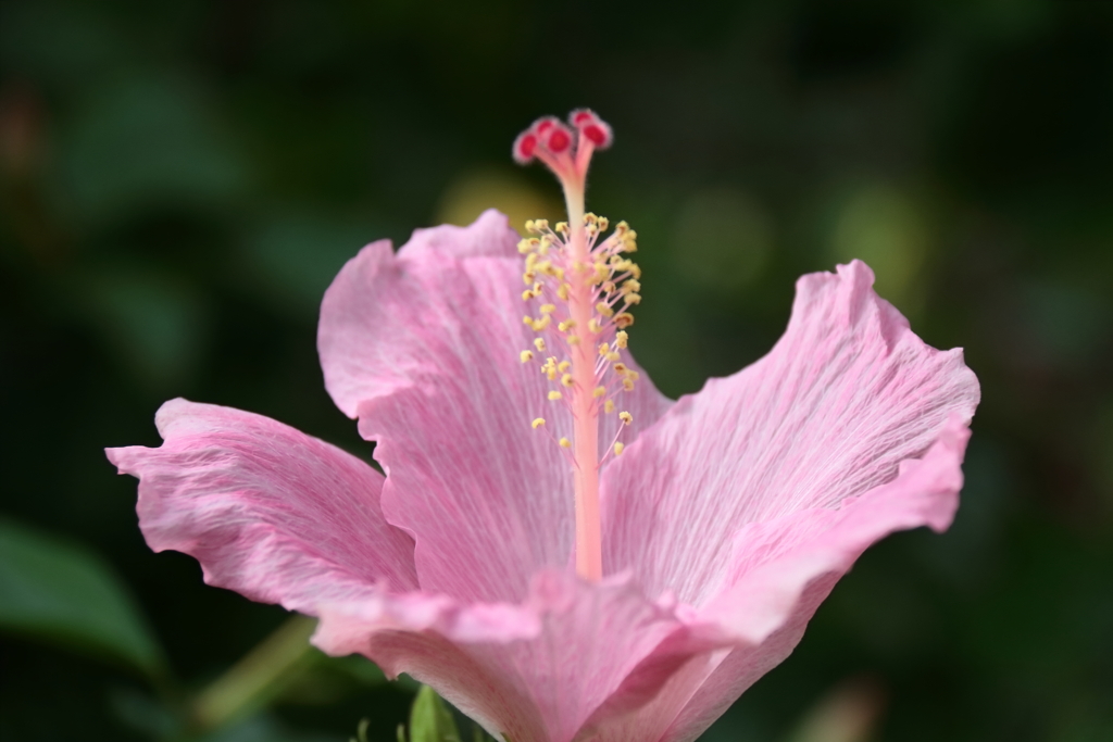 雄蕊屹立