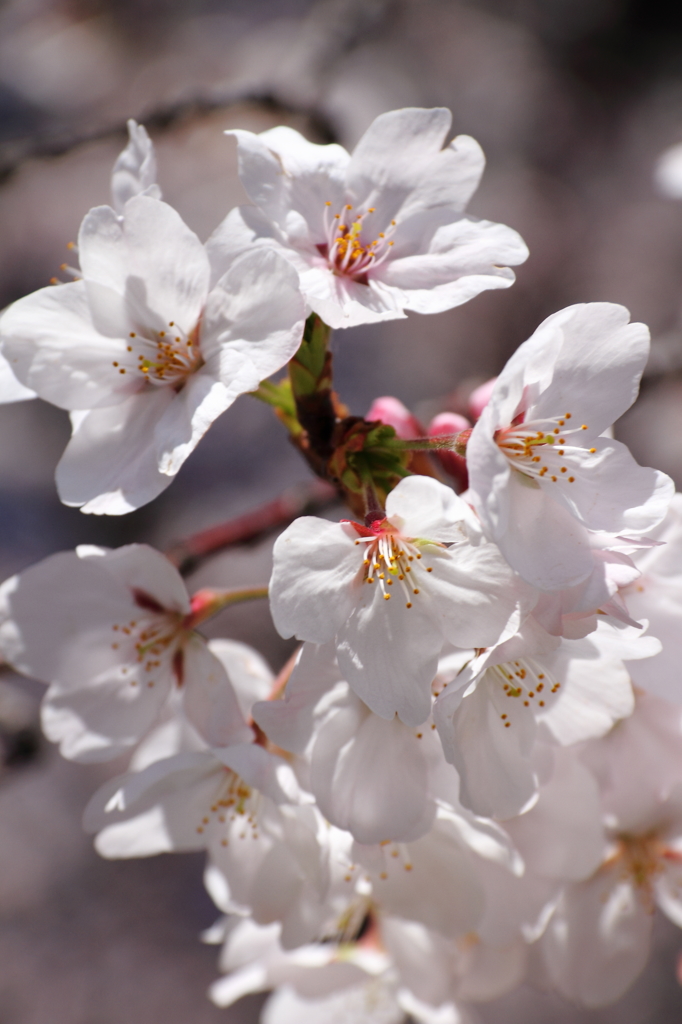 墨田の桜５