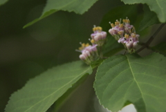 散歩道の花 ムラサキシキブ