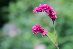 花散歩オオイヌタデ