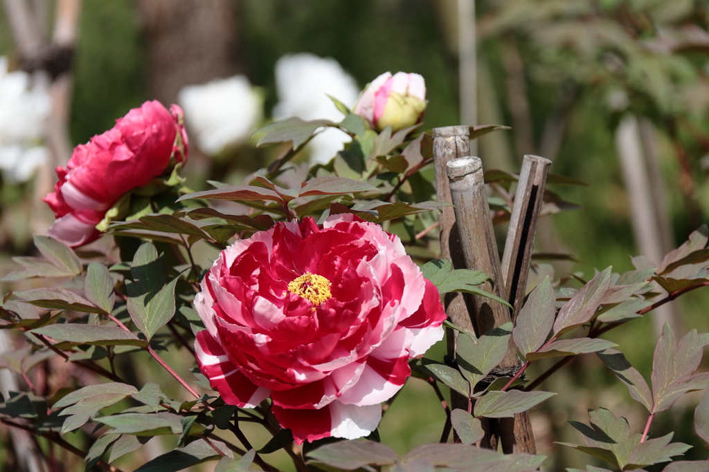 牡丹咲き始め７