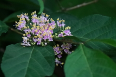 花散歩ヤブムラサキ２