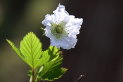 花散歩カジイチゴ１