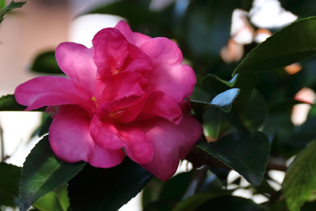 さざんか咲く道１