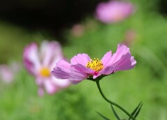 花散歩早咲きコスモス１