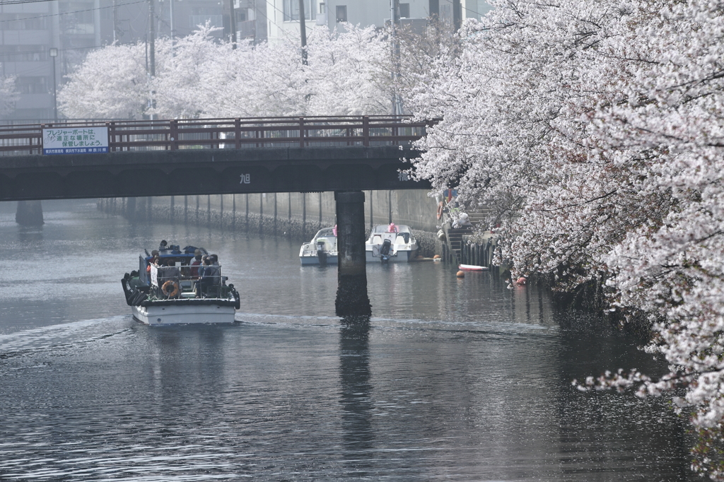 桜最終章２