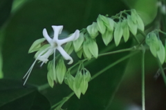 花散歩クサギ２