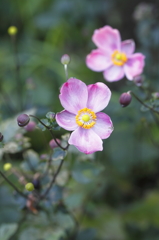 花の歳時記　シュウメイギク