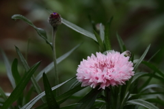 花散歩ヤグルマギク１