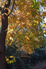 里山晩秋模様１