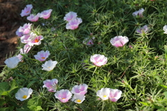 花散歩マツバボタン