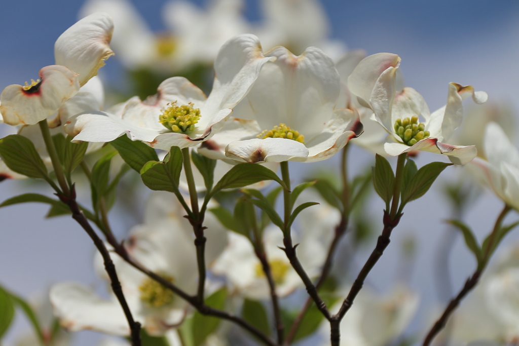 春謳歌ハナミズキ２