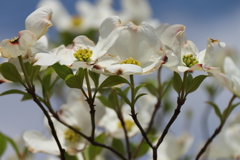 春謳歌ハナミズキ２