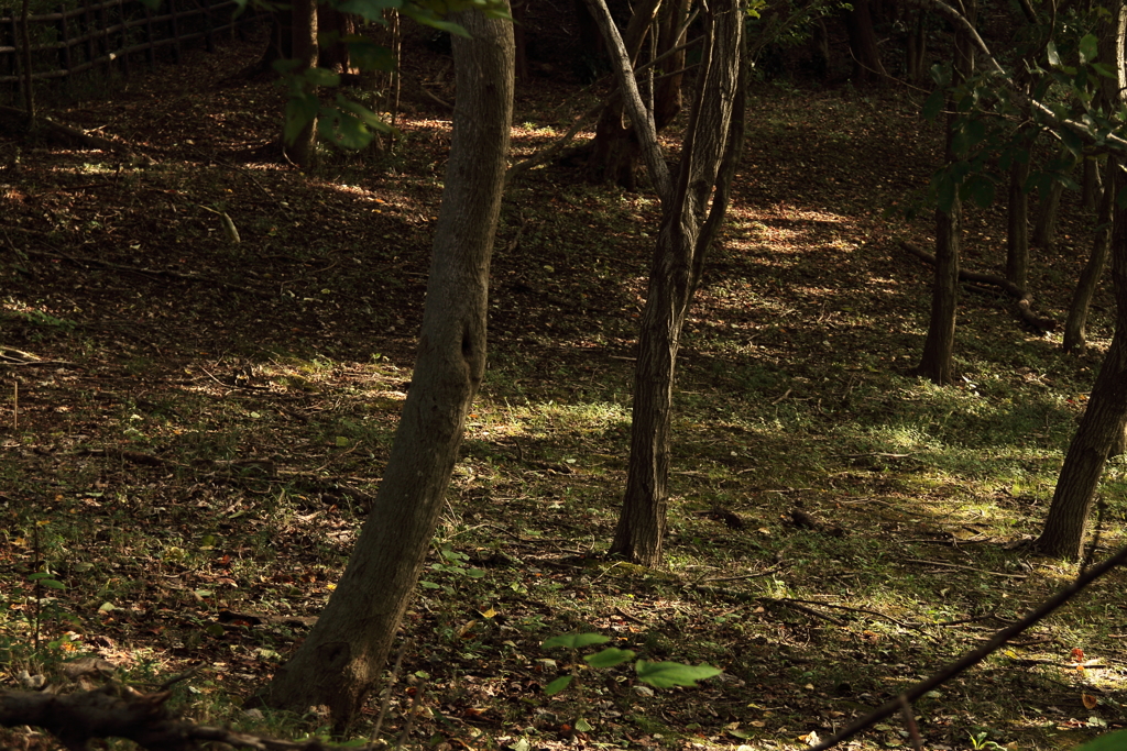 木漏れ日散歩道