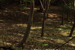 木漏れ日散歩道