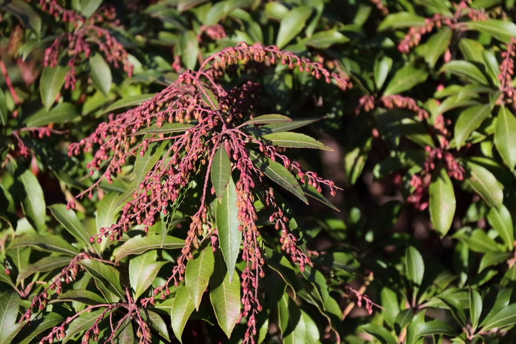花散歩馬酔木春準備
