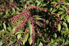 花散歩馬酔木春準備