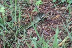 既知との遭遇２