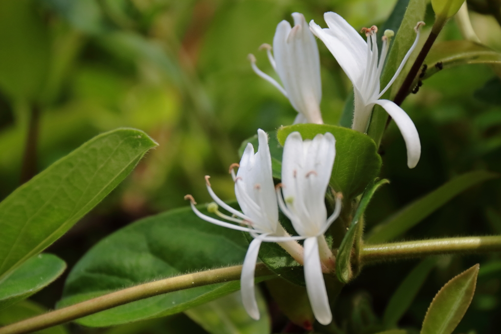 花散歩スイカズラ１
