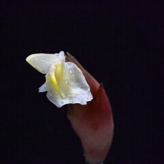 茗荷の花１