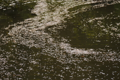 花筏となって１