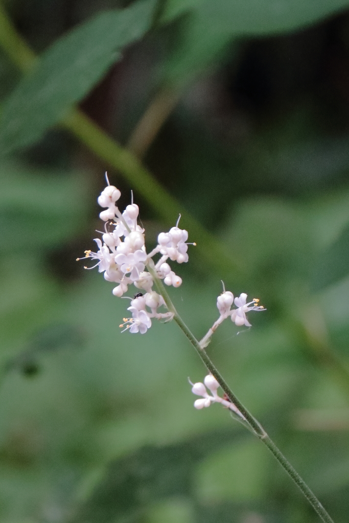 花散歩ヤブミョウガの花