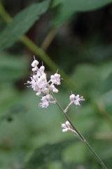 花散歩ヤブミョウガの花