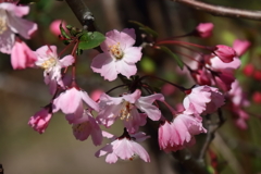 花散歩花海棠１