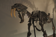 国立科学博物館の恐竜達10