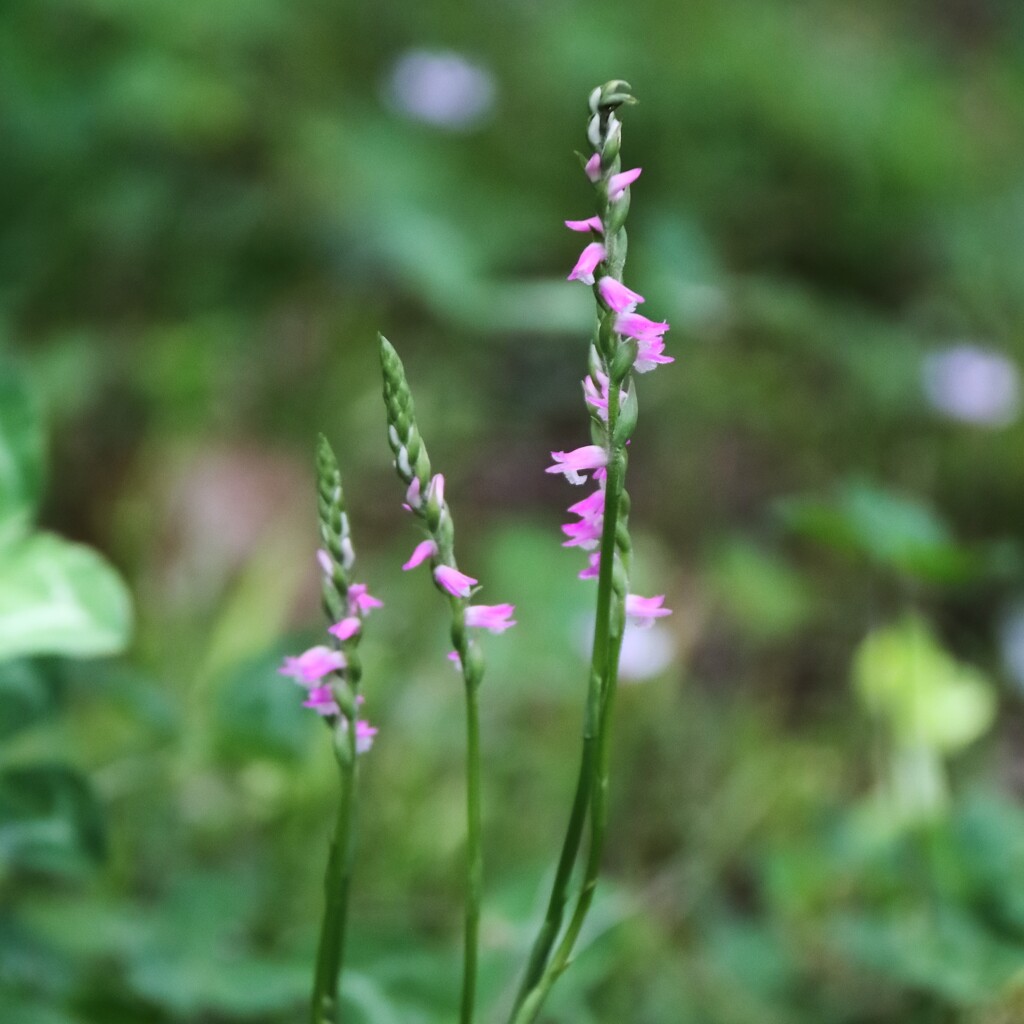 花散歩ねじばな３