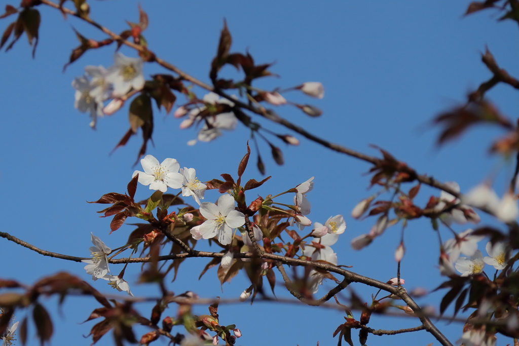 花散歩山桜１