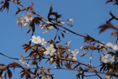 花散歩山桜1