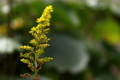 セイタカアワダチソウの道