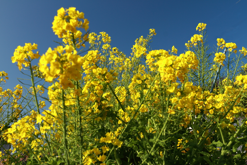 青空と菜の花