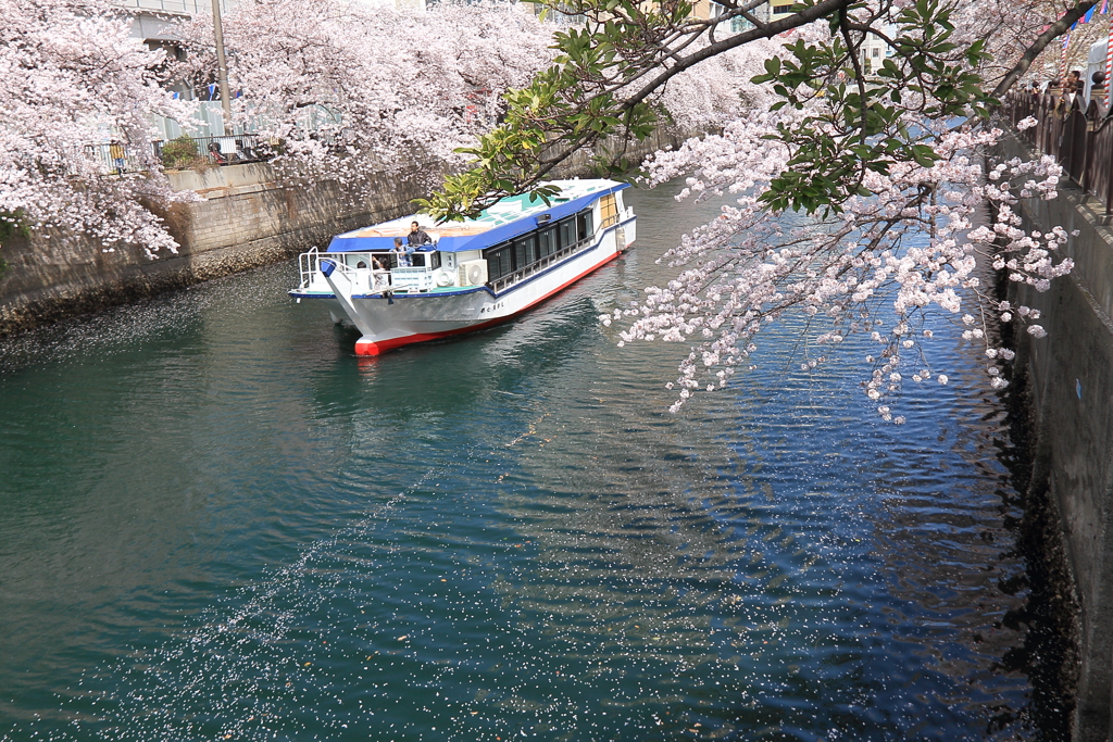 観桜船１