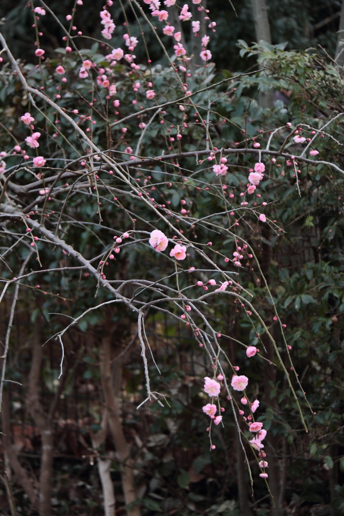 花散歩枝垂れ梅