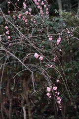 花散歩枝垂れ梅