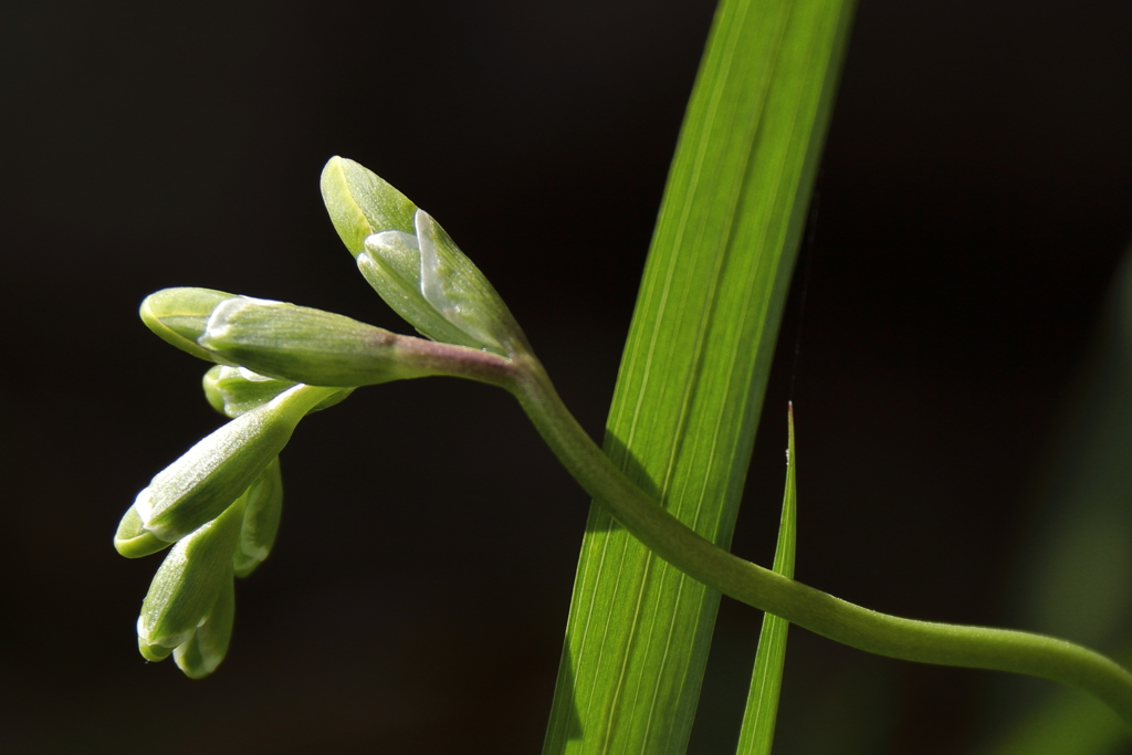 フリージアの蕾も
