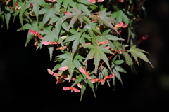 花散歩紅葉無く