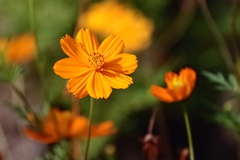 花散歩キバナコスモス２