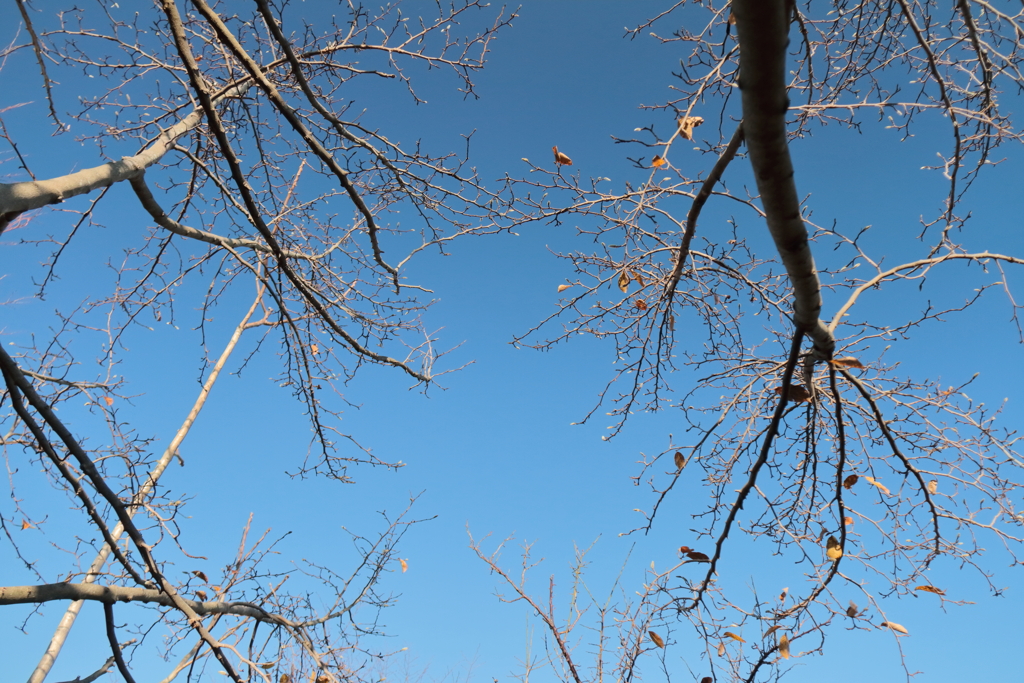 見上げれば初冬