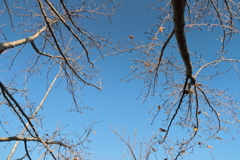 見上げれば初冬