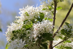 ナンジャモンジャ２