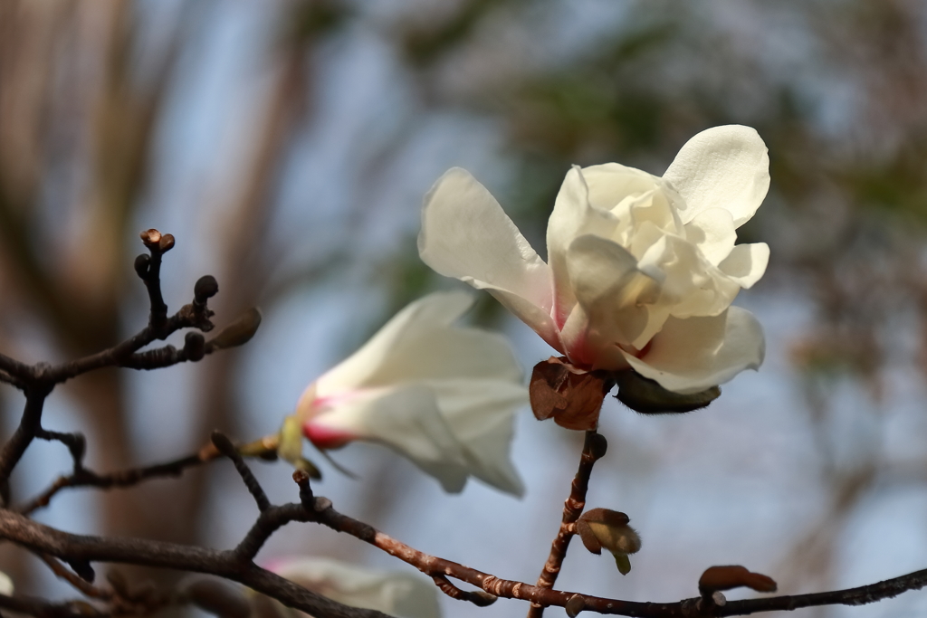 花散歩コブシ咲いた１