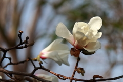 花散歩コブシ咲いた１
